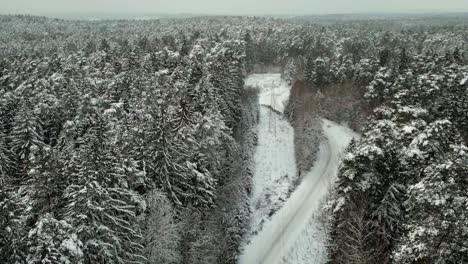 snowy road in a winter forest