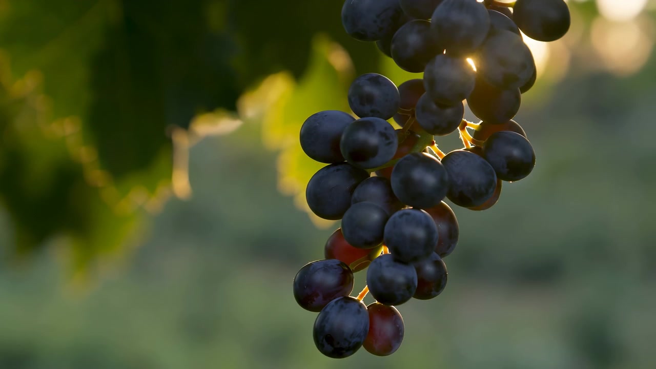 Vista ravvicinata di un grappolo d'uva scura matura che pende da sottili steli verdi in un vigneto all'ora d'oro, che oscilla delicatamente in controluce caldo con acini lucidi quasi neri, sottile pruina e un ricco colore del raccolto