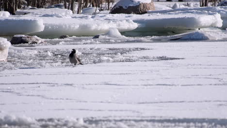 defocused crow walks on moving frozen ice of baltic sea near shore