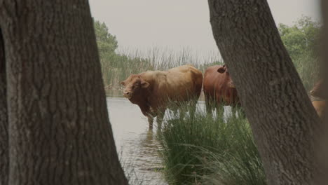 a boutique sustainable cattle farm