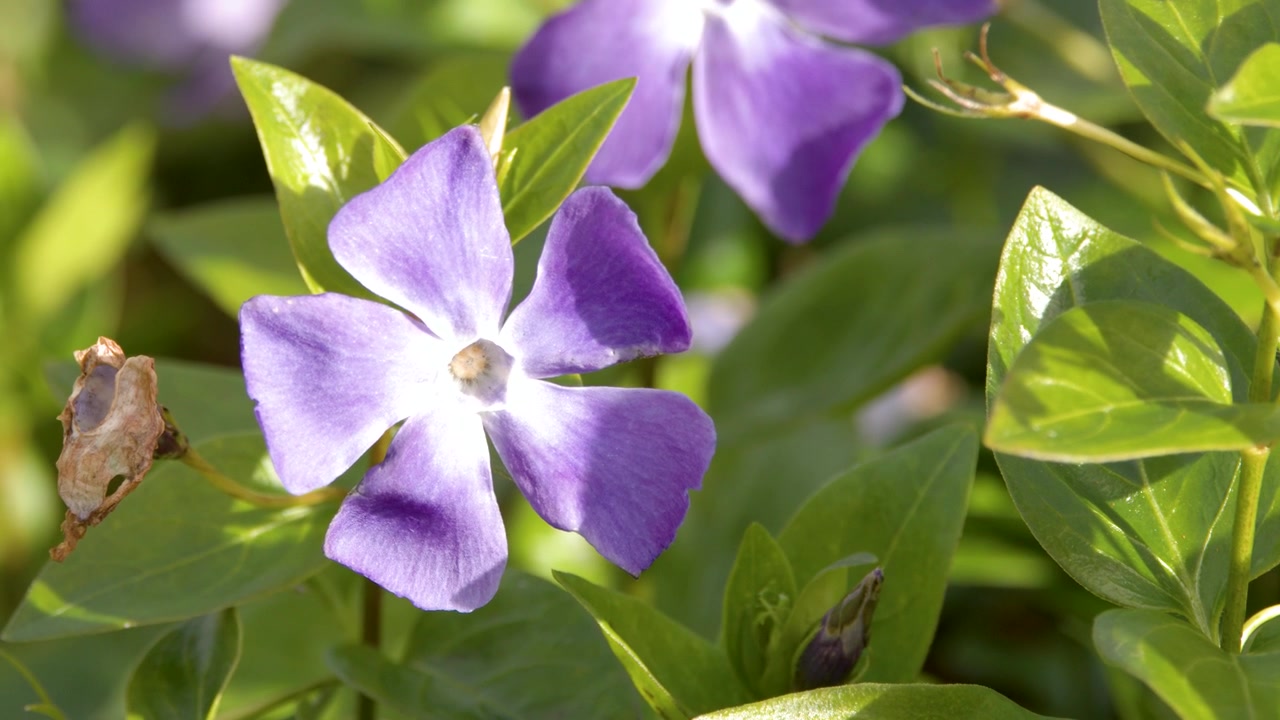 Primo piano di fiori di pervinca minore viola e foglie verdi sotto la luce solare intensa, Blue Mountains, Australia