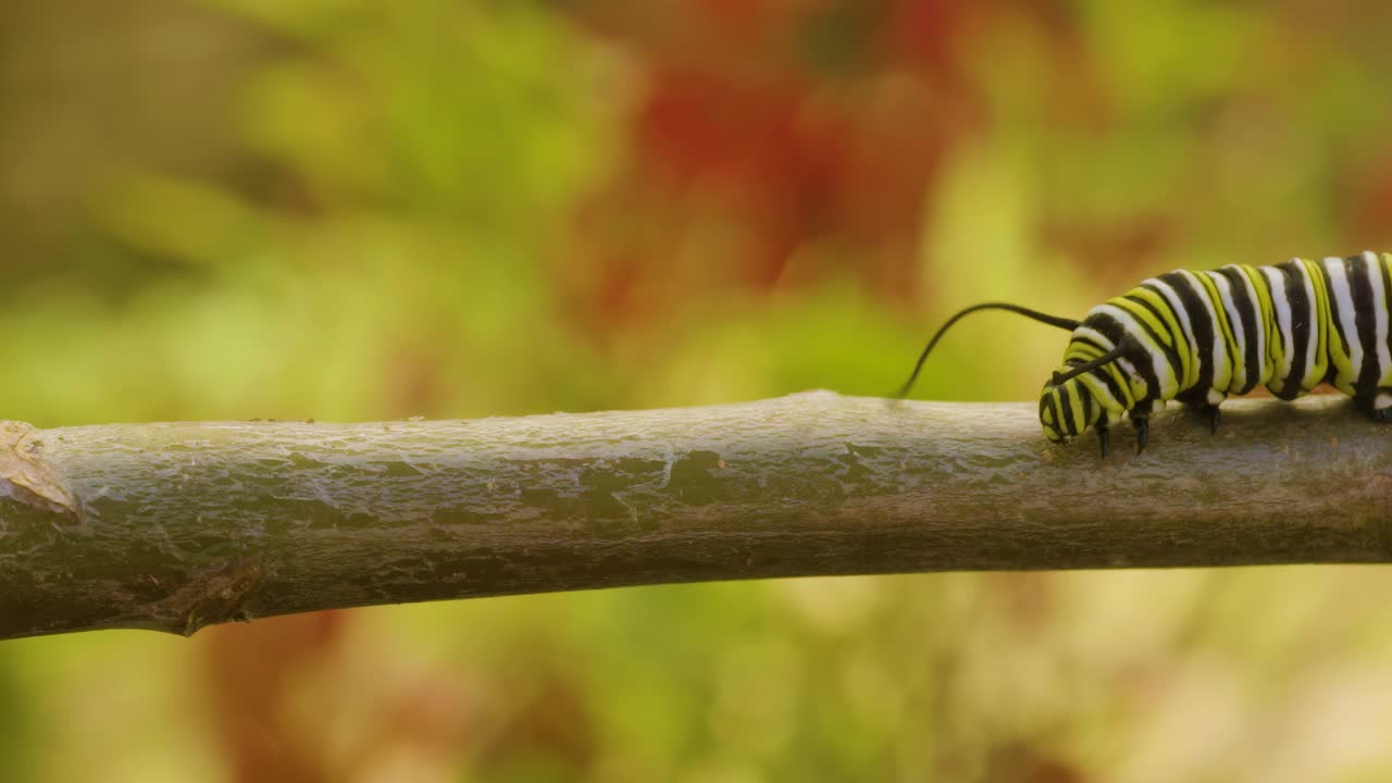 imágenes en primer plano de una vibrante oruga a rayas que se arrastra a lo largo de una rama de árbol, mostrando los intrincados patrones y movimientos de esta pequeña criatura en su hábitat natural