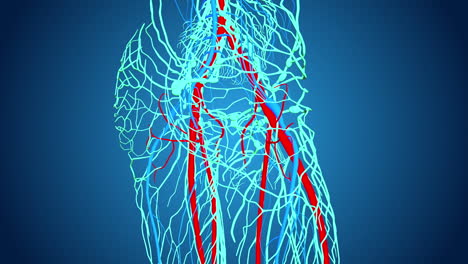 3D Illustration of Hand and Wrist Arteries and Veins