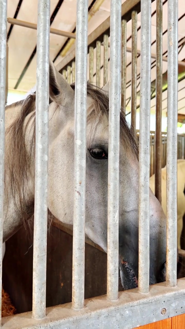 Horse in stable with metal bars. A gray horse stands in a stable, peering through the metal bars. It is inside a barn during daylight hours.
