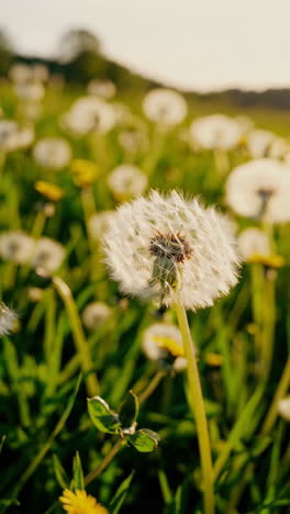 diente de león en un prado