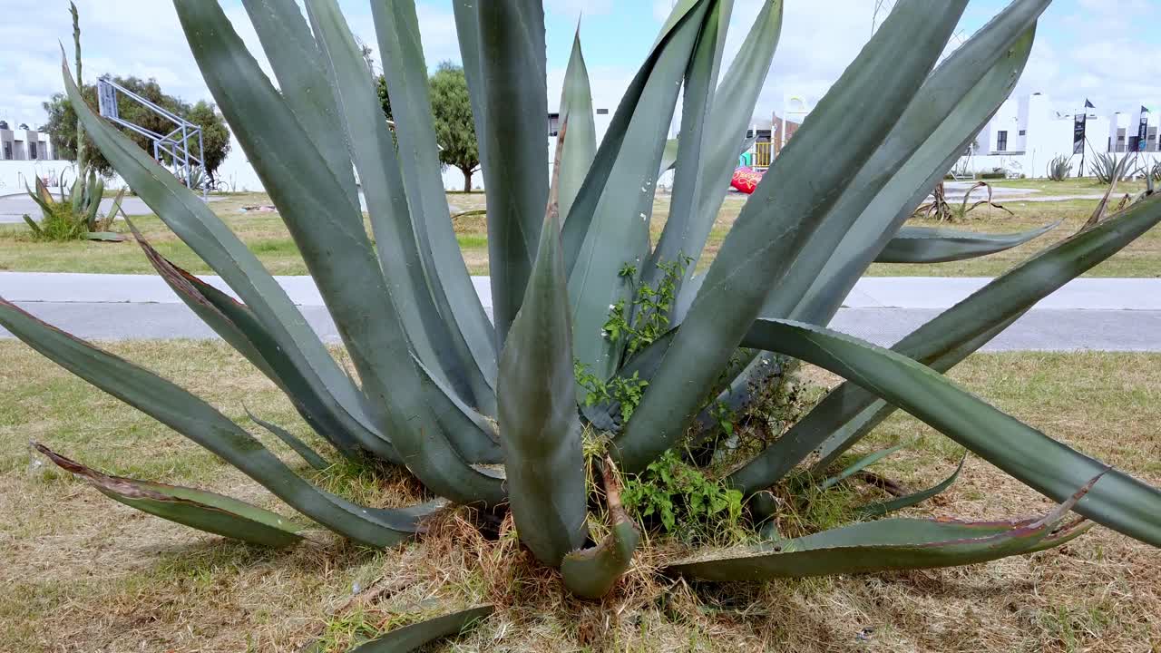 Large agave plant in sunny park, symbolizing nature's resilience
