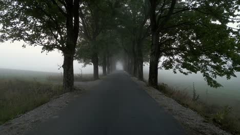 foggy road through a tunnel of trees