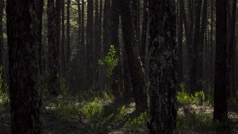 4k-Zufällige-Büsche,-Die-Mitten-In-Einem-Pinienwald-Im-Wind-Zittern