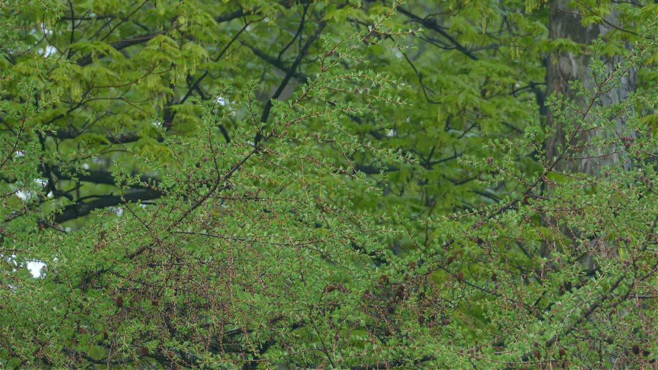 Tiny little bird wandering on tree branches in the green forest, static shot