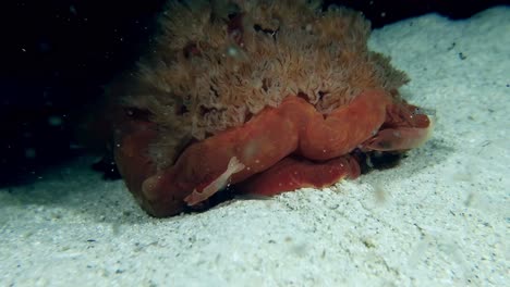 Camarones-Emperador-Sobre-Bailarina-Española-En-El-Acuario-Por-La-Noche