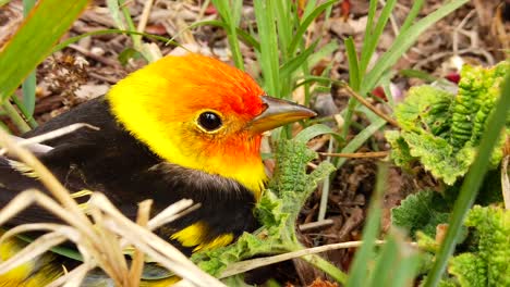 a close up of the head of a cute little western tanager bird in a backyard flower bed