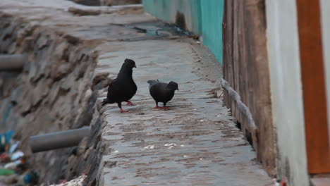 Dos-Palomas-Negras-Buscan-Comida