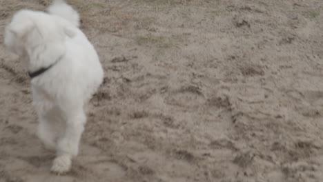 Maltese-dog-excitingly-walking-in-front-of-owner-on-sand-trail