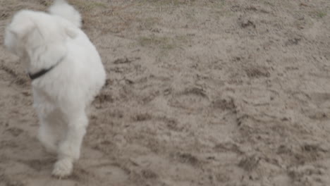 maltese dog excitingly walking in front of owner on sand trail