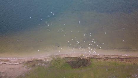 Pájaros-Volando-Cerca-De-La-Costa-En-Vista-De-Drones-De-ángulo-Alto