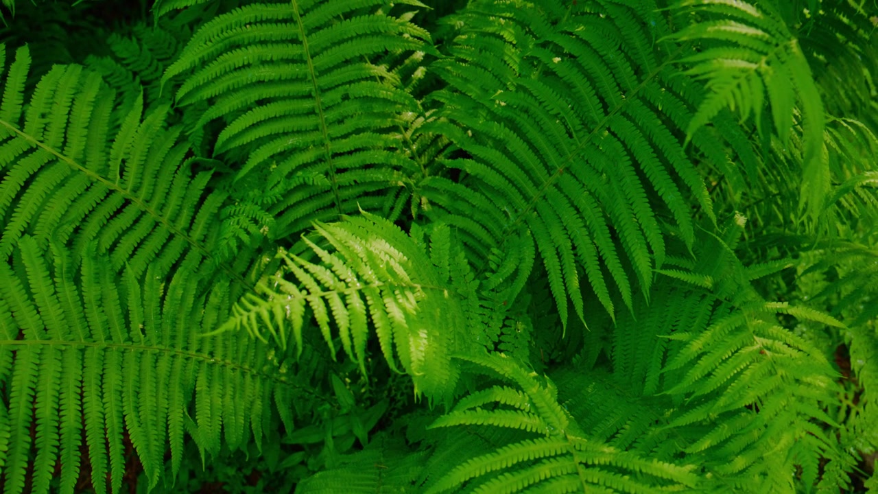 Felci di un verde vibrante riempiono l'inquadratura con fronde lussureggianti e stratificate. La luce del sole filtra delicatamente, evidenziando le delicate venature di ogni foglia. La scena appare serena e naturale. Ideale per contenuti a tema ambientale.