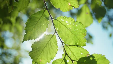 toma en cámara lenta de 4k de una rama de árbol moviéndose a través del viento, con las hojas mostrando la luz del sol en el fondo