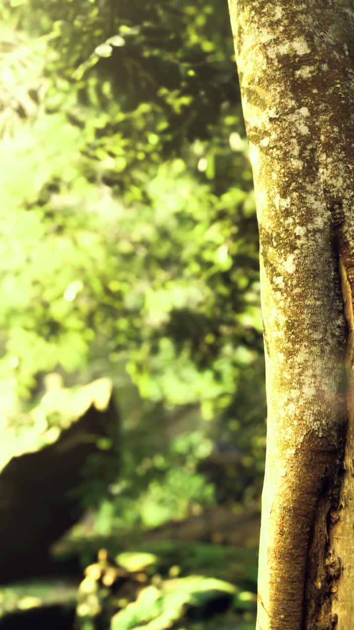 Sunlight filtering through trees creating a serene forest atmosphere