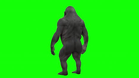 Realistic-Gorilla-Skin,-Body-in-Turntable-on-Green-Screen-With-Alpha-Matte