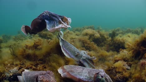 Sepia-Gigante-Australiana-Sepia-Apama-Migración-Whyalla-Sur-De-Australia-4k-Cámara-Lenta,-Apareamiento,-Puesta-De-Huevos,-Lucha,-Agregación,-Bajo-El-Agua