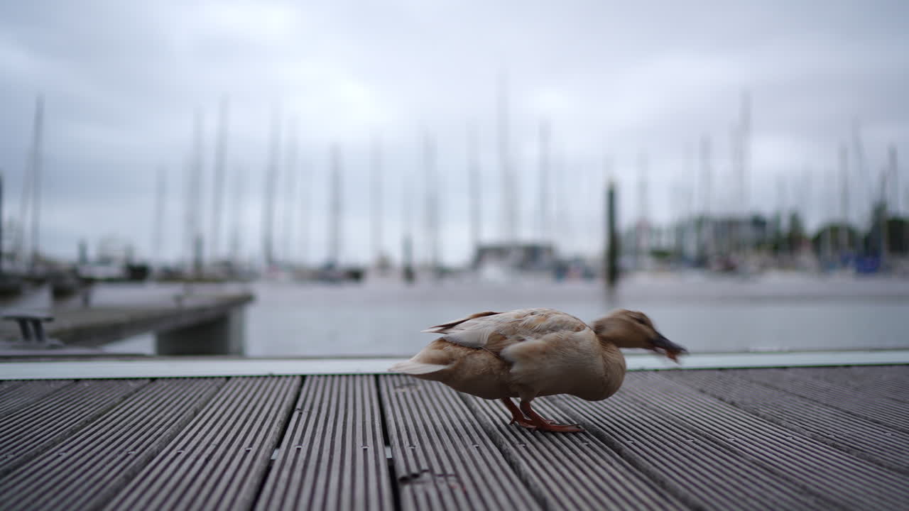 Weathered wooden pier hosting brown duck wandering near moored sailboats under overcast marina sky, showcasing peaceful waterfront wildlife scene