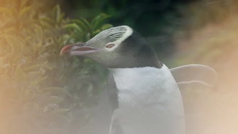 Primer-Plano-Del-Distintivo-Pingüino-De-Ojos-Amarillos-Al-Atardecer-En-El-Faro-De-Katiki-Point,-Nueva-Zelanda
