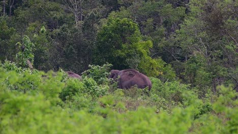 Los-Elefantes-Asiáticos-Son-Especies-En-Peligro-De-Extinción-Y-También-Son-Residentes-De-Tailandia