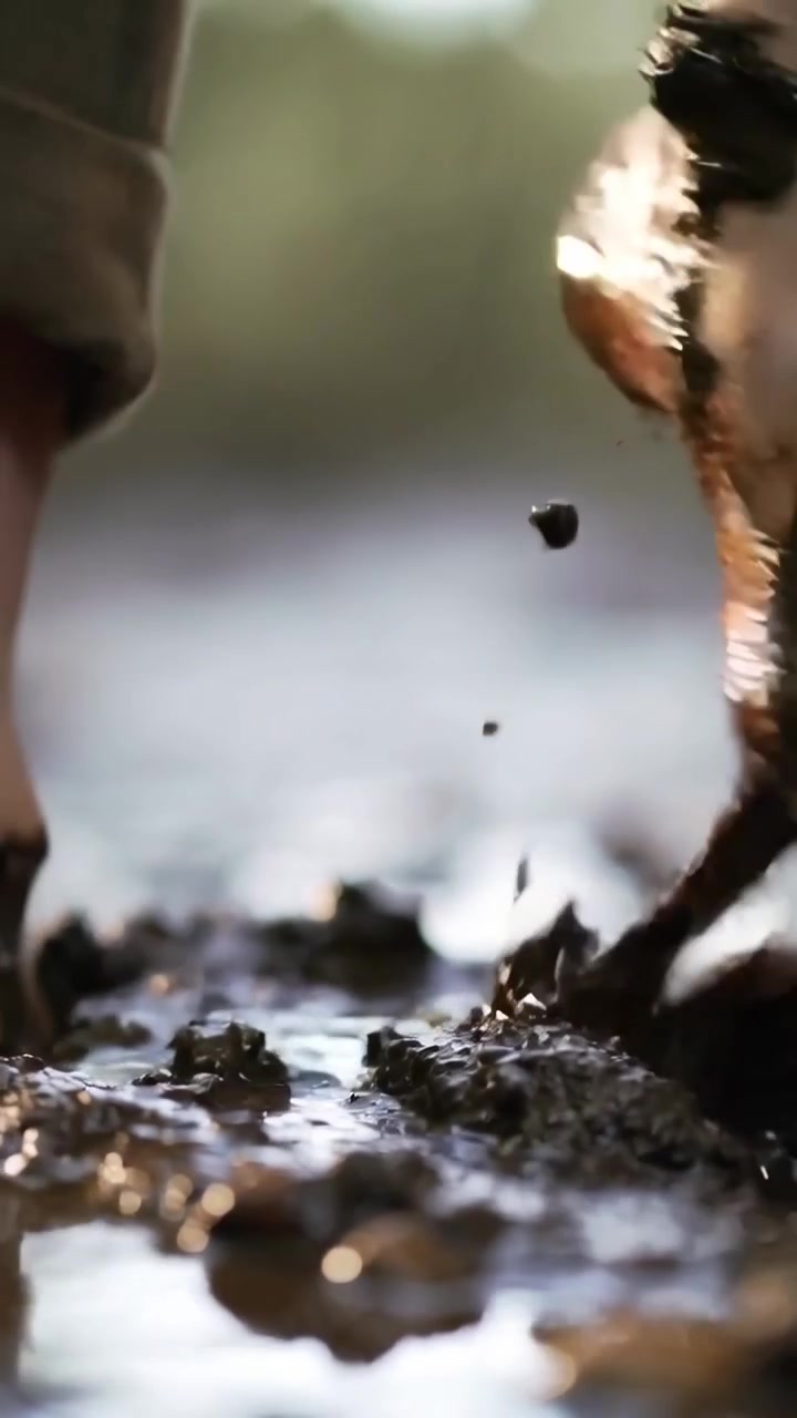 Vertical video: Stepping bare feet, rolled cuffs touching mud and sinking in puddle, mud clinging