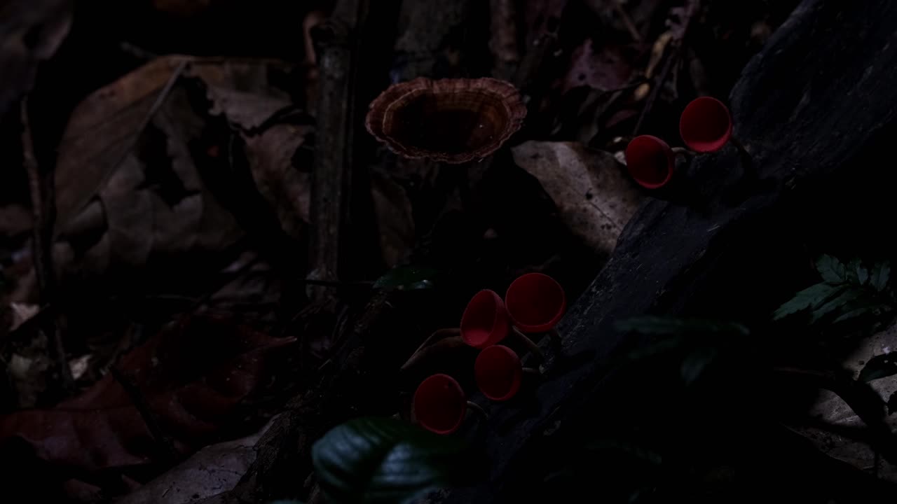 Transizione dall'oscurità alla luce nella foresta che rivela questi funghi a coppa rossa o funghi champagne a terra, Cookeina sulcipes, Thailandia