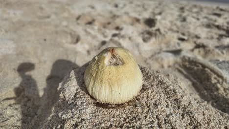 A lone coconut with insects resting on the sandy beach under sunlight with a clear sky, timelapse