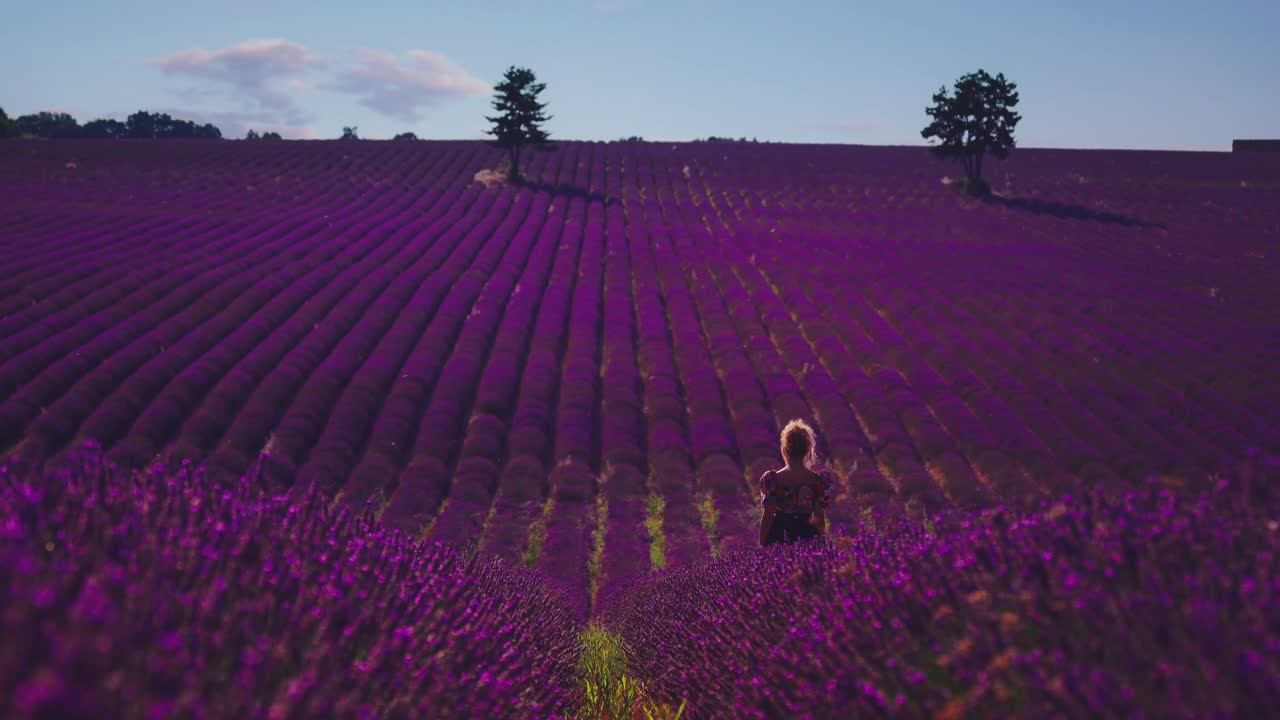 4K UHD Cinemagraph av ett vackert lavendelfält i den berömda Provence vid Côte d'Azur i Frankrike.