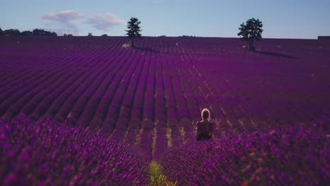 4k uhd cinemagraph of a beautiful lavender field in the famous provence at côte d'azur in france