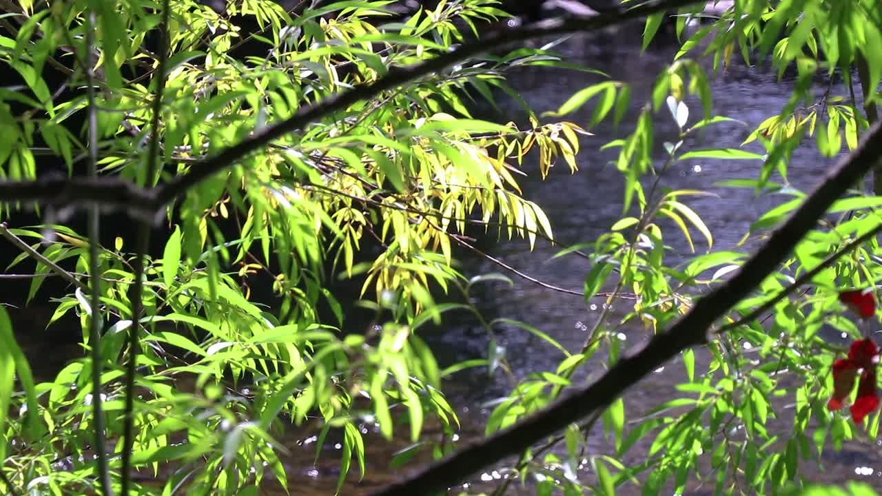 Fall Leave's Blowing In The Wind With A Running River In The Backgroud 10 Second Video.