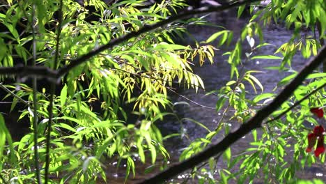 fall leave's blowing in the wind with a running river in the backgroud 10 second video.