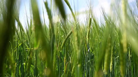 Nahaufnahme-In-Zeitlupe-Durch-Ein-Grünes-Weizenfeld,-Das-Sich-Im-Wind-Bewegt