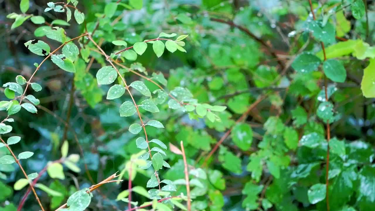 Pioggia sulle foglie all'esterno in un giorno d'autunno.