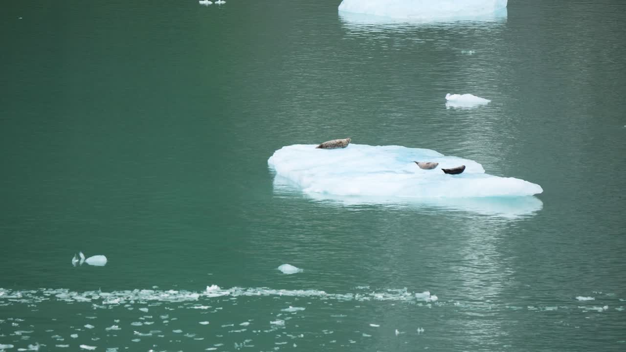 Harbor seals sitting on the small icebergs at Dawes Glacier, Endicott Arm fjord, Alaska.