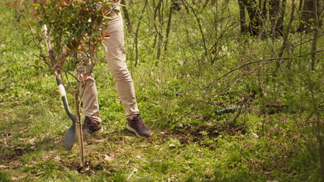 Young-man-covering-base-and-hole-after-planting-small-tree-in-the-woods