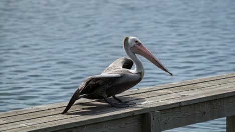 a majestic pelican spreading its wings on a wooden dock overlooking calm waters, showcasing the beauty of nature and wildlife in a serene environment