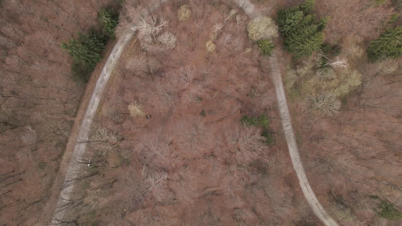 A top-down drone video showcases a curved forest road surrounded by leafless trees and sparse evergreen patches. The video emphasizes the road’s shape as it snakes through the brown woodland.