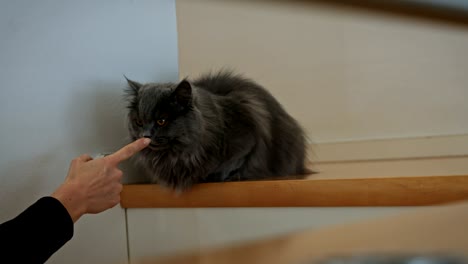 british longhair cat and a human finger