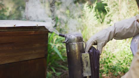 caucasian male beekeeper in protective clothing using smoker to calm bees in a beehive