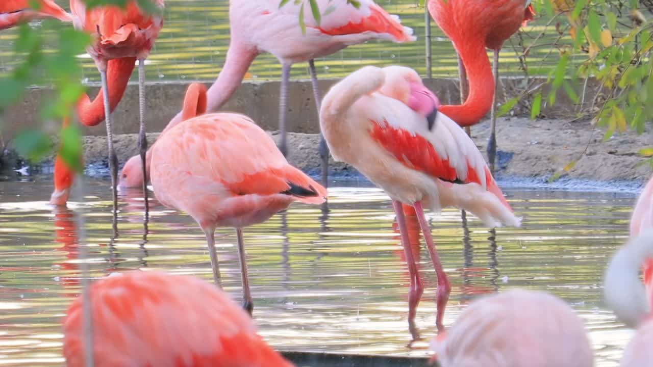 los flamencos o flamencos son un tipo de ave de vadeo de la familia phoenicopteridae, la única familia de aves en el orden phoenicopteriformes.