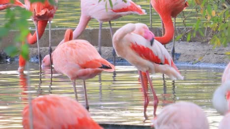 Flamingos-Oder-Flamingos-Sind-Eine-Watvogelart-Aus-Der-Familie-Der-Phoenicopteridae,-Der-Einzigen-Vogelfamilie-In-Der-Ordnung-Der-Phoenicopteriformes.