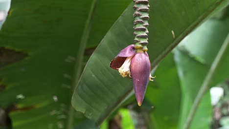 Hermosa-Pequeña-Flor-De-Plátano-Silvestre-O-Brote-De-Plátano