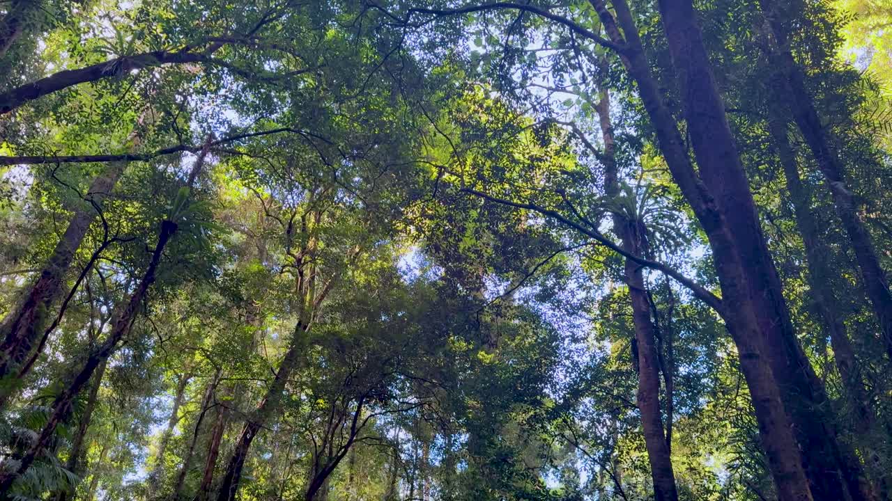 Camera tilts upward from forest stream trail to tall canopy, natural daylight, lush vegetation