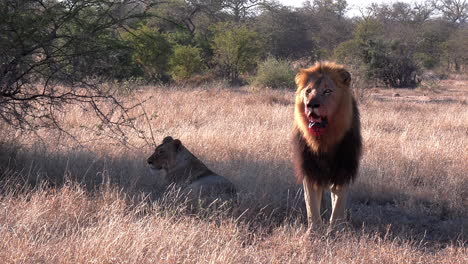 a male lion with blood on his face stands over a female while surveying the land