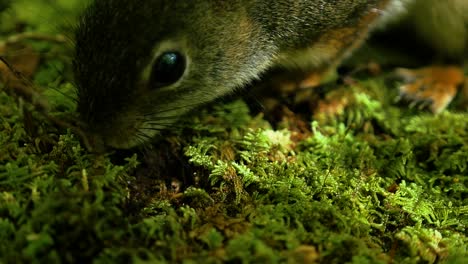 a squirrel uncovers a nut and eats it on a moss covered log