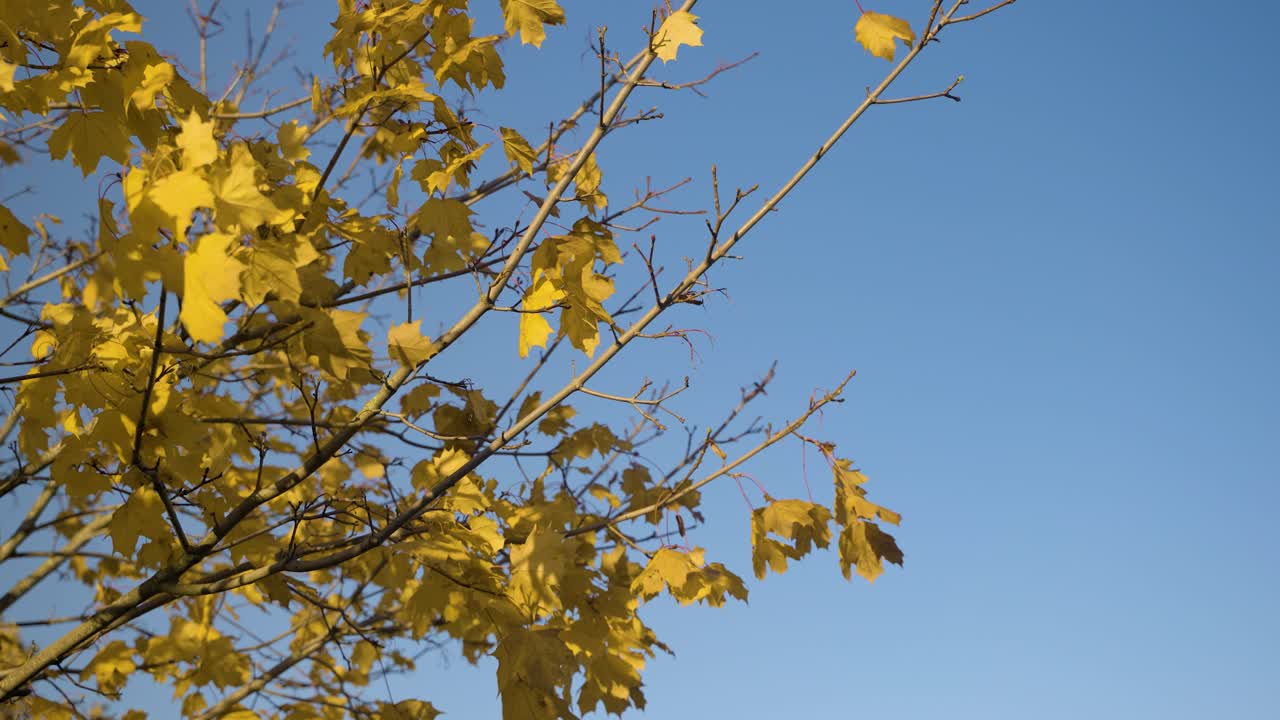 Yellow leaves on tree blowing in the wind in slow motion