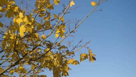 Hojas-Amarillas-En-El-árbol-Que-Sopla-En-El-Viento-En-Cámara-Lenta